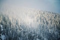 Trees branches bent under weight of snow and hoarfrost in beautiful snowy foggy winter landscape, Krkonose Mountains Royalty Free Stock Photo