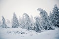 Trees branches bent under weight of snow and hoarfrost in beautiful snowy foggy winter landscape, Krkonose Mountains Royalty Free Stock Photo