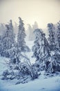 Trees branches bent under weight of snow and hoarfrost in beautiful snowy foggy winter landscape, Krkonose Mountains Royalty Free Stock Photo