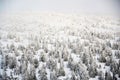 Trees branches bent under weight of snow and hoarfrost in beautiful snowy foggy winter landscape, Krkonose Mountains Royalty Free Stock Photo