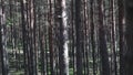 Trees, branches, forest and moss covered path