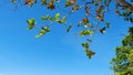 Trees branches frame beautiful green leaves against clear blue s Royalty Free Stock Photo