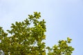 Trees branches frame beautiful green leaves against clear blue sky background image for nature background and nature design Royalty Free Stock Photo