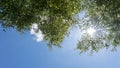 Trees branches frame beautiful green leaves against clear blue sky background image for nature background and spring nature design Royalty Free Stock Photo