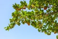 Trees branches frame beautiful green leaves against clear blue sky background image for nature background and nature design Royalty Free Stock Photo