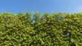 Trees branches frame beautiful green leaves against clear blue sky background image for nature background and spring nature design Royalty Free Stock Photo