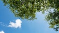 Trees branches frame beautiful green leaves against clear blue sky and heart clouds image for nature background and spring nature Royalty Free Stock Photo