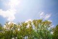 Trees branches frame beautiful green leaves and sun light flare in forest against clear blue sky background image for nature Royalty Free Stock Photo