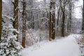 Trees branches and ground covered with white snow after a winter storm Royalty Free Stock Photo