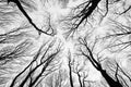 Trees branches without leaves like abstract cracks in black and white