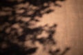 Trees branches and leaves with shadow on concrete wall.