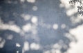 Trees branches and leaves with shadow on concrete wall.