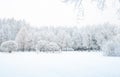 Trees and branches in the snow. Winter forest. Fabulous winter landscape, trees in the snow, cold, snowy winter Royalty Free Stock Photo