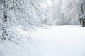 Trees and branches in the snow. Winter forest. Fabulous winter landscape, trees in the snow, cold, snowy winter Royalty Free Stock Photo