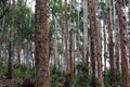 Trees in Brazilian forest