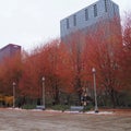 Trees with breathtaking colours in chicago
