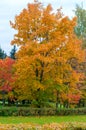 Trees with bright autumn leaves in a city park Royalty Free Stock Photo