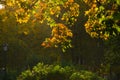 Trees with bright brown yellow autumn leaves in city park illuminated by sun Royalty Free Stock Photo