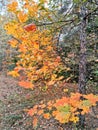 Trees with bright orange leaves, blue sky in autumn wood Royalty Free Stock Photo