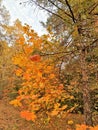 Trees with bright orange leaves, fir,  blue sky in autumn wood Royalty Free Stock Photo