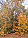 Trees with bright orange leaves, pine,  blue sky in autumn wood Royalty Free Stock Photo