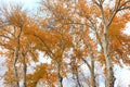 Trees with bright yellow leaves