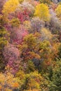 Trees with Brilliant fall foliage in Wasatch mountains of Utah Royalty Free Stock Photo
