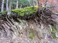 Trees at a broken edge of the terrain in the quarry at Bromberg