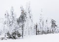 Trees broken by snow