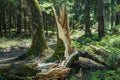 Trees broken by a storm in the forest. Storm damage. Fallen trees in the forest after a storm. Blowed Down Tree In SummerForest