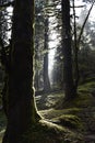 Trees with bryophytes shining bright in the sunlight Royalty Free Stock Photo