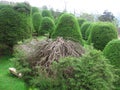 Trees at Bukit Jamur Rancabolang Ciwidey West Java Indonesia Royalty Free Stock Photo