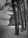 Trees on Bukit Keluang Beach, Terengganu, Malaysia