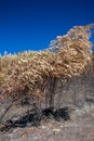 Trees in burn forest