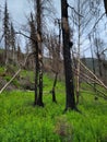 Trees with burn marks from Skilak lake alaska wild fire.