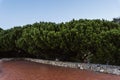 trees and bushed on the side of an old stone wall ruins and red tiled floor Royalty Free Stock Photo