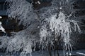 Trees and bushes with clumsy branches under the snow. The first big beautiful snow. City park under snowfall. everything