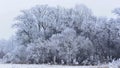 Trees and bushes covered in crystallised ice. Rime ice, Targu Mures, January 2020. Royalty Free Stock Photo