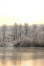 Trees and shrubs in winter Royalty Free Stock Photo