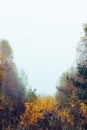 Trees and bushes in fog Royalty Free Stock Photo