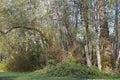 trees and bushes hanging over edge of grass Royalty Free Stock Photo