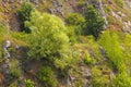 Trees and bushes on a rocky slope