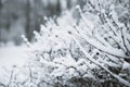 Trees, bushes in the snow in the park. Winter background, texture of the branches in the snow. Space for text Royalty Free Stock Photo