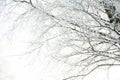 Trees, bushes in the snow in the park. Winter background, the texture of the branches in the snow Royalty Free Stock Photo