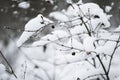 Trees, bushes in the snow in the park. Winter background, texture of the branches in the snow. Royalty Free Stock Photo