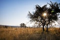 Trees In Bushveld Centered Solar Flare