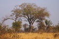 Trees in a Bushveld setting Royalty Free Stock Photo