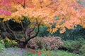 Trees in Butchart Gardens Royalty Free Stock Photo