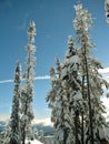 Trees caked with snow against a clear blue sky on the slopes of Big White Mountain