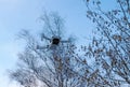 Trees can be a great danger for drones Royalty Free Stock Photo